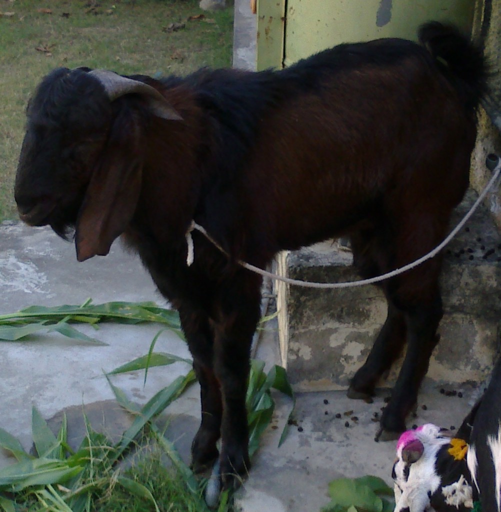 Goat1 2013